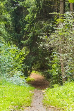 Bir orman içinde ağaç görünümü