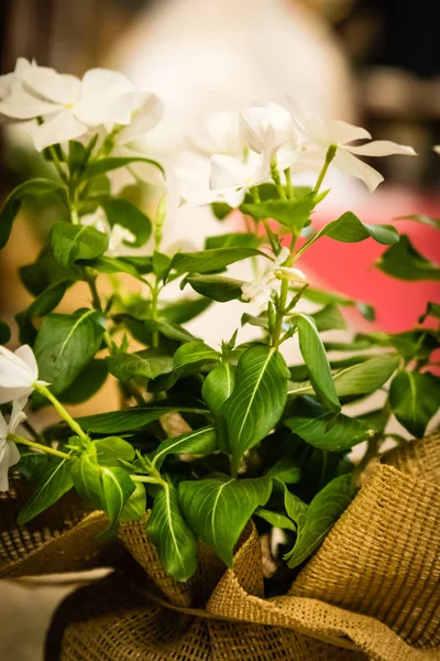 Bouquet da sposa il giorno del matrimonio — Foto Stock