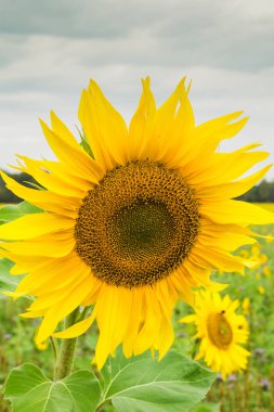 Ayçiçeği tarlası yağ üretimi için tohuma dikildi.