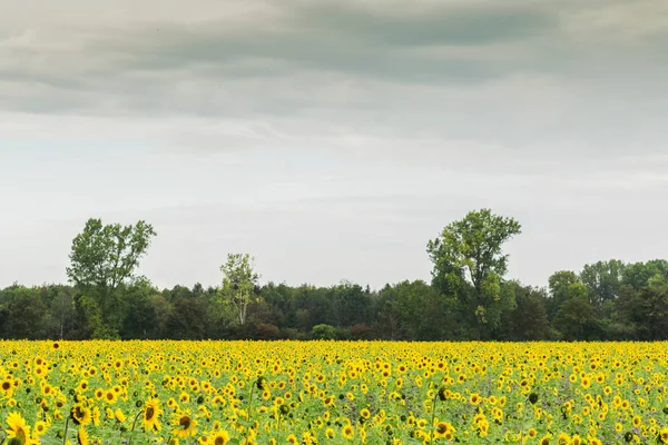 Sunflower field planted to seed for oil production. — Stock Photo, Image