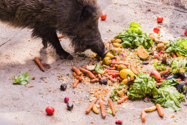 birkaç jabalies meyve ve sebze yemek