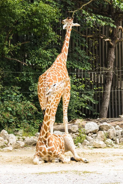 A giraffe in the outdoors during summer — Stock Photo, Image