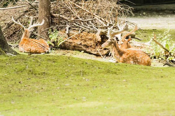 Speckled deer lying on green grass — Stock Photo, Image