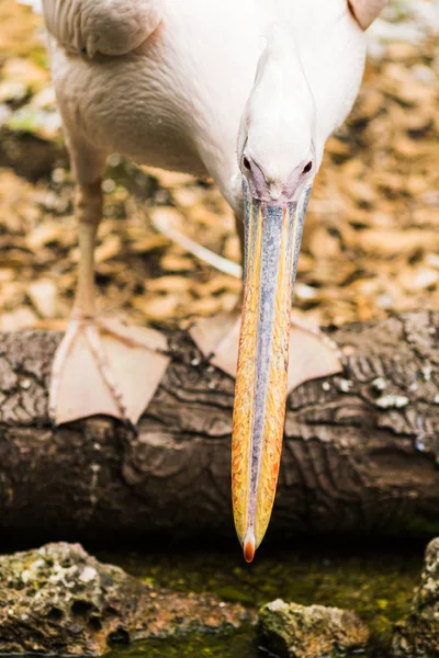 Портрет Pink-backed Pelican или Pelecanus rufescens — стоковое фото