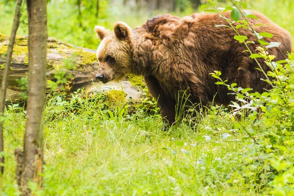Бурый медведь пересекает зеленый лес — стоковое фото