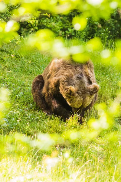 Бурый медведь пересекает зеленый лес — стоковое фото