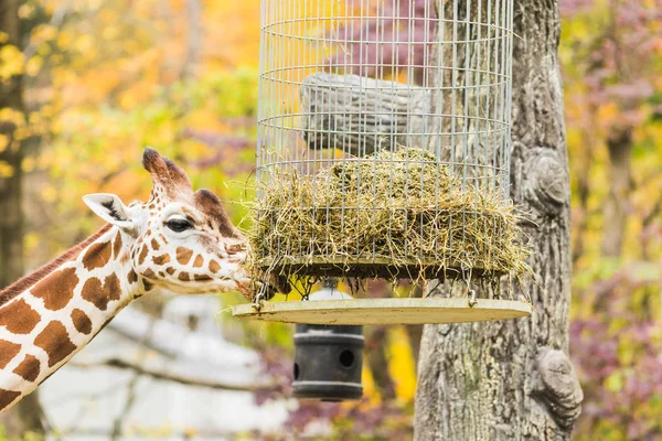 A giraffe in the outdoors during summer — Stock Photo, Image