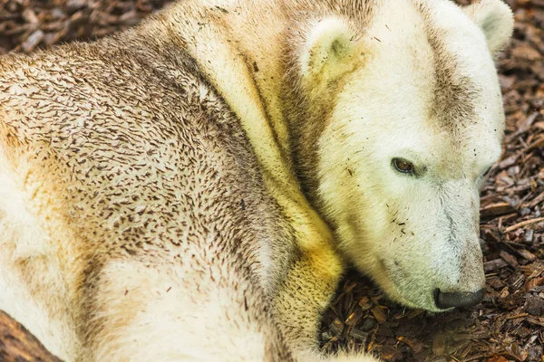 Portrét ledního medvěda ležící na zemi — Stock fotografie