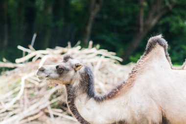 vahşi yaşamda onun iki kambur ile dromedary