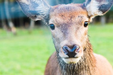 Avrupa Kızıl geyik ormana