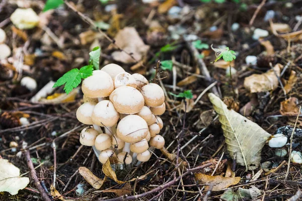Группа грибов в лесу — стоковое фото