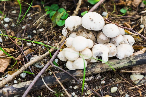 Ormanda bir grup mantar