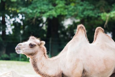 vahşi yaşamda onun iki kambur ile dromedary