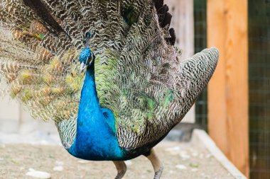 Gün ışığında alanındaki peacock