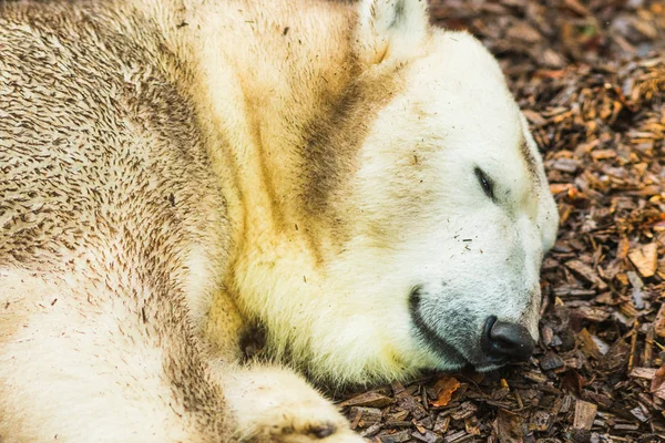 Retrato de urso polar deitado no chão — Fotografia de Stock