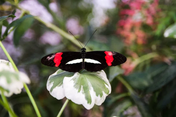Симпатичная бабочка, сидящая на зеленом листе в саду — стоковое фото