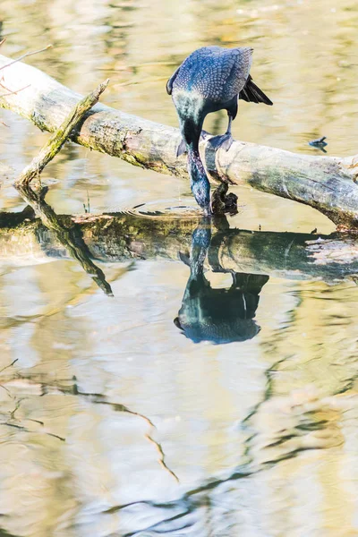 Kormoran hockt auf einem Ast in einem See — Stockfoto