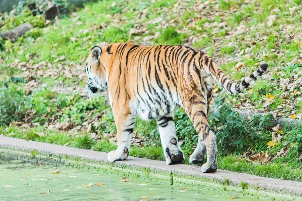 Wild Bengal Tiger (Panthera Tigris Tigris) in the jungle — Stock Photo, Image