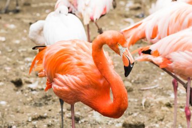 Suda yürüyen büyük flamingolardan oluşan bir grup