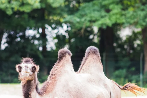 vahşi yaşamda onun iki kambur ile dromedary