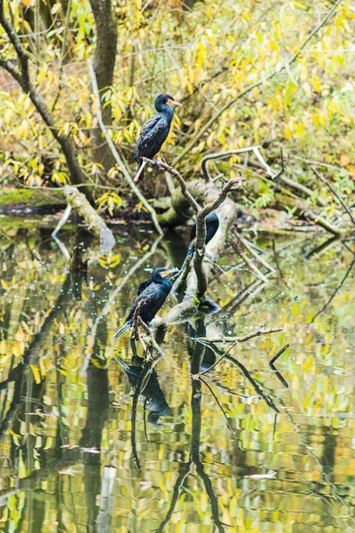 Great Cormoran perched on a branch in a lake — Stock Photo, Image