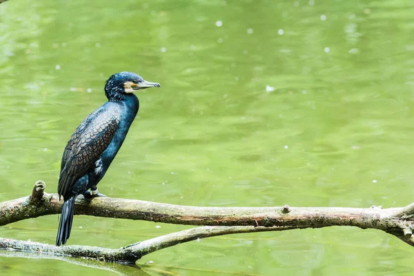 Grand Cormoran Perché Sur Une Branche Dans Lac — Photo