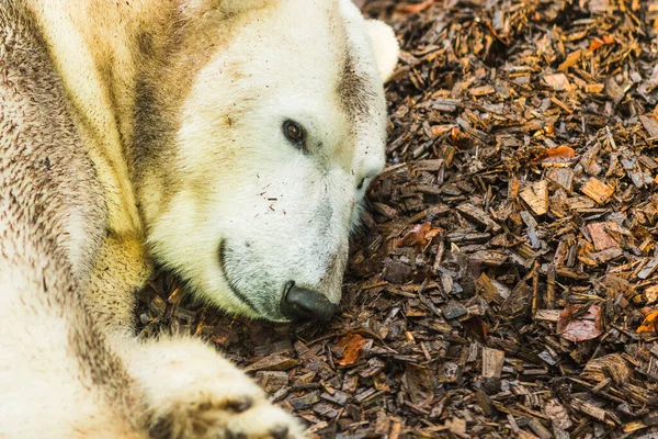 Een Portret Van Ijsbeer Liggend Grond — Stockfoto