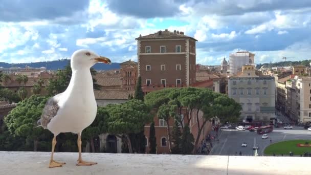 Rome Panorama Vanaf Vittoriano — Stockvideo