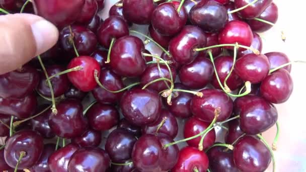 Italy Puglia Region Big Fresh Cherries Typical Region Quality Called — Stock Video