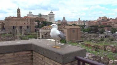 Roma, görünümü ve Kolezyum ve Konstantin Arch ile birlikte dünyanın en büyük ve en önemli arkeolojik kompleksi olan Roma Forumu kalıntıları ayrıntılarını