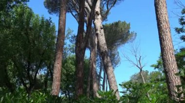 Roma ' nın ünlü ve muhteşem çam Villa Borghese'nin, şehir merkezinde büyük kamu bahçeleri.