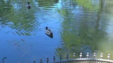 Roma, Villa Borghese Gölü ördekler ile