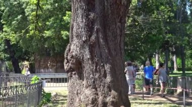 Roma, Villa Borghese'nin dev ağaç pan.