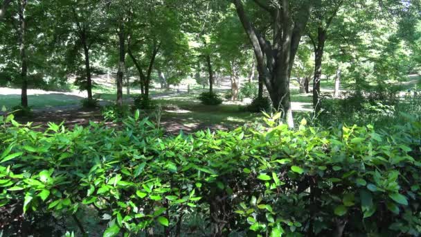 Roma Viali Villa Borghese Ampio Giardino Pubblico Nel Centro Della — Video Stock