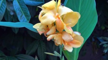 Close-Up sarı çiçek.