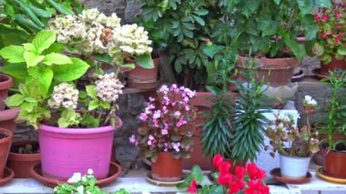 İtalya, Casamassima, birçok çiçek ve Aziz San Rocco ile kare.