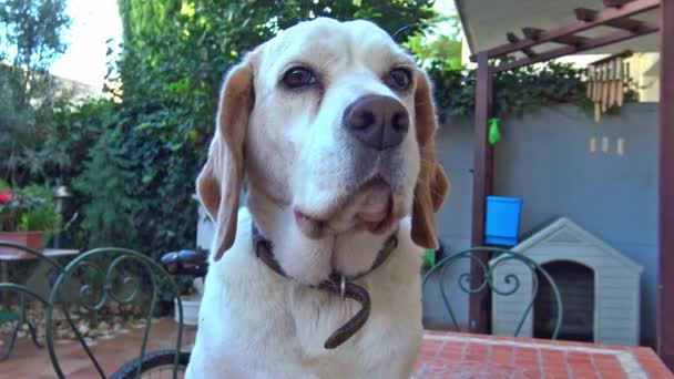 Primer Plano Del Perro Beagle — Vídeo de stock