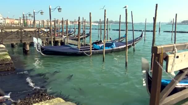 Venice Gondolas Moored — Stock Video