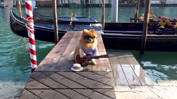 Venice Masked Dog Poses Photographers 2019 Carnival — Stock Video