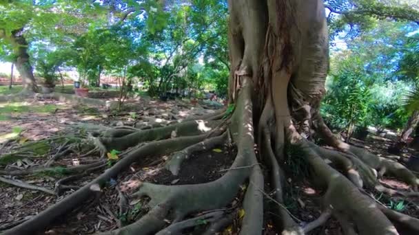 Italia Nápoles Jardín Botánico Gran Árbol Con Grandes Raíces — Vídeo de stock