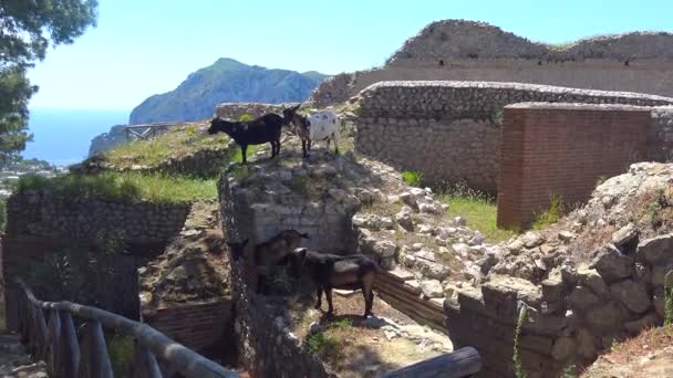 Italia Capri Vista Los Restos Villa Jovis Tiberio Antiguo Rey — Vídeo de stock