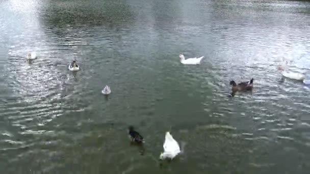 Enten Teich Wetteifern Futter — Stockvideo