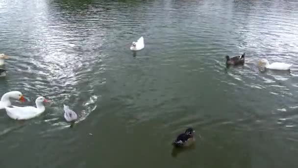 Patos Uma Lagoa Competir Por Alimentos — Vídeo de Stock