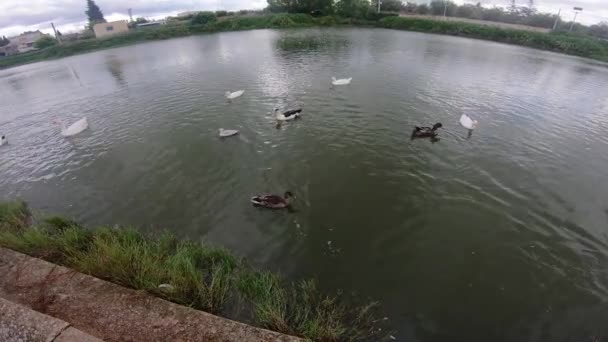 Patos Uma Lagoa Competir Por Alimentos — Vídeo de Stock