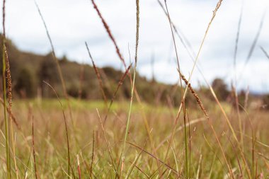 Parlak yaz yeşili ve sarı sivri sivri sivri uçlu güneşli bir günde bulanık Walt çayırı ve arka planda dağlar