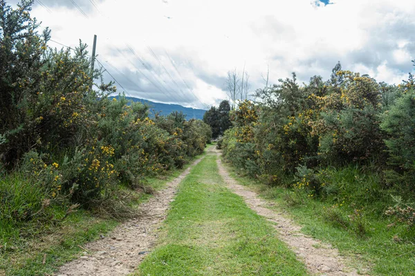 Sentiero Sabbia Arrotondato Piccoli Alberi Con Fiori Gialli Country Field — Foto Stock