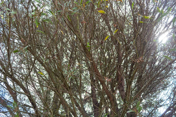 Feche Para Uma Árvore Cheia Ramos Marrons Algumas Folhas Verdes — Fotografia de Stock