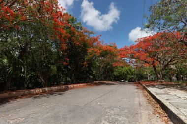 Meksika Cancun şehrinde şehir merkezindeki halka açık bir parkın ortasında büyük kırmızı çiçekli güzel bir ağaç manzarası.