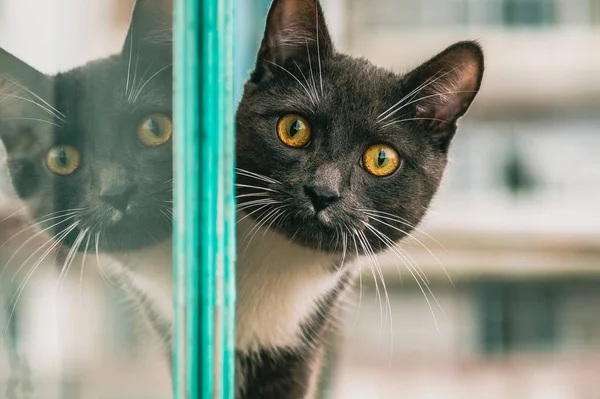 Yellow-eyed cat portrait with reflection