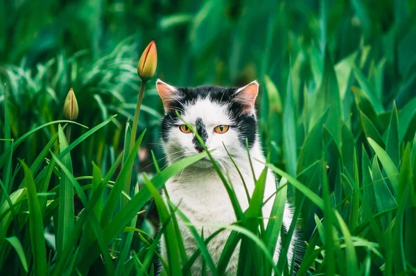 Cat hiding in flowerbed with young tulips